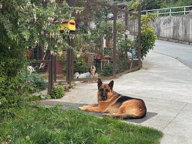 There is no joy like dog joy.
